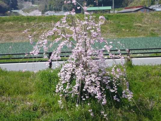 しだれ桜②