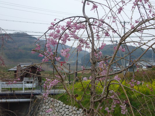 しだれ桜開花