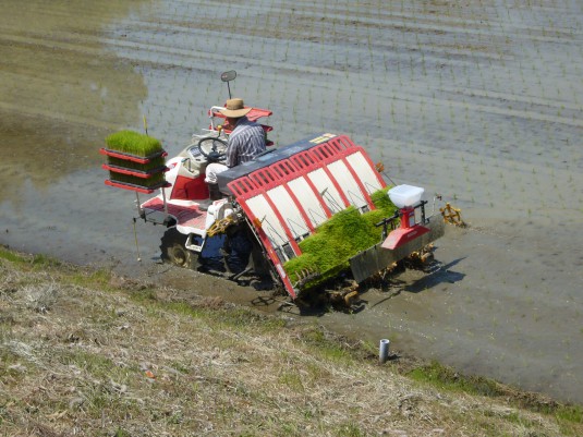 田植え①