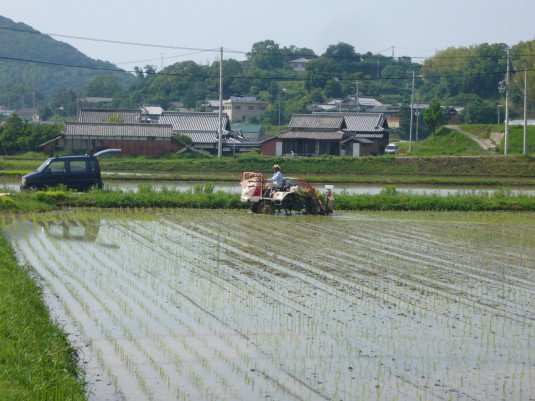 田植え③